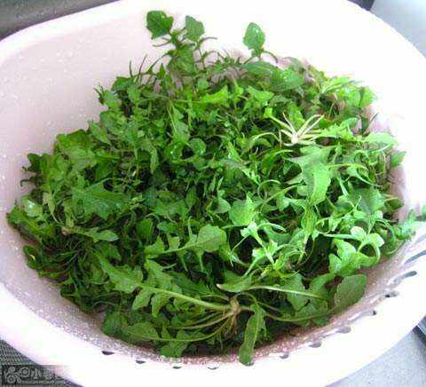 上海崇明野生荠菜新鲜现挖绿色有机蔬菜500克其它