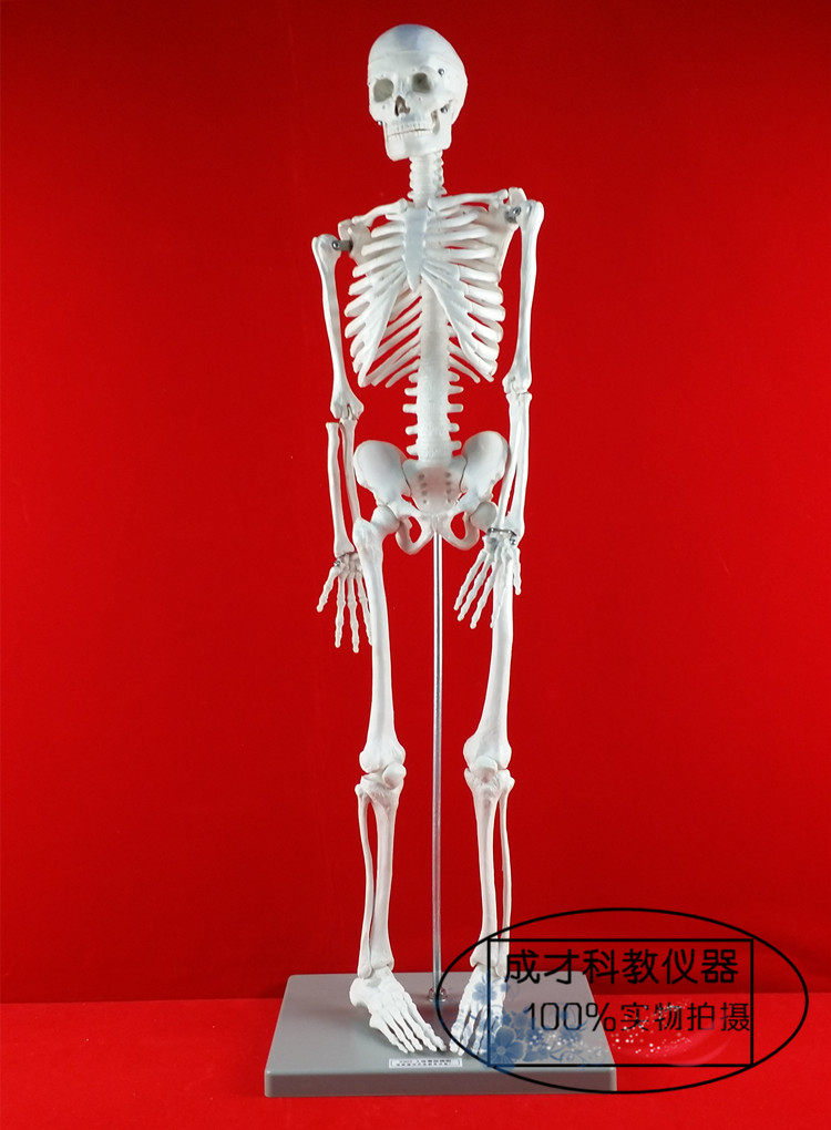 人体骨骼模型85cm医学生物实验器材教学仪器支架教学仪器