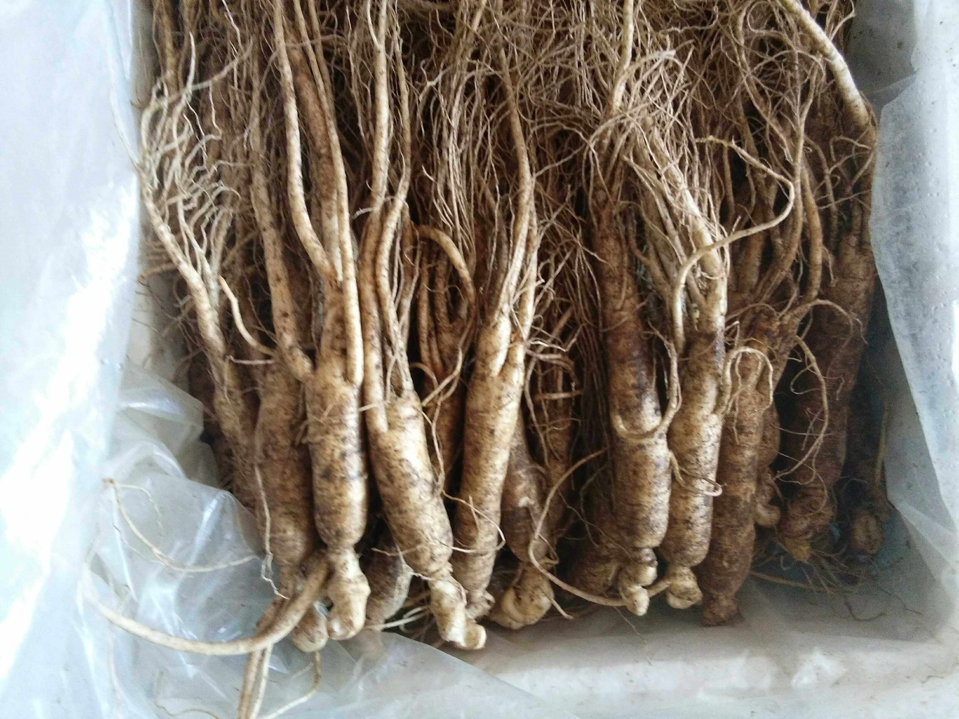 吉林省东北特产长白山新鲜带土人参白参林下参边条人参