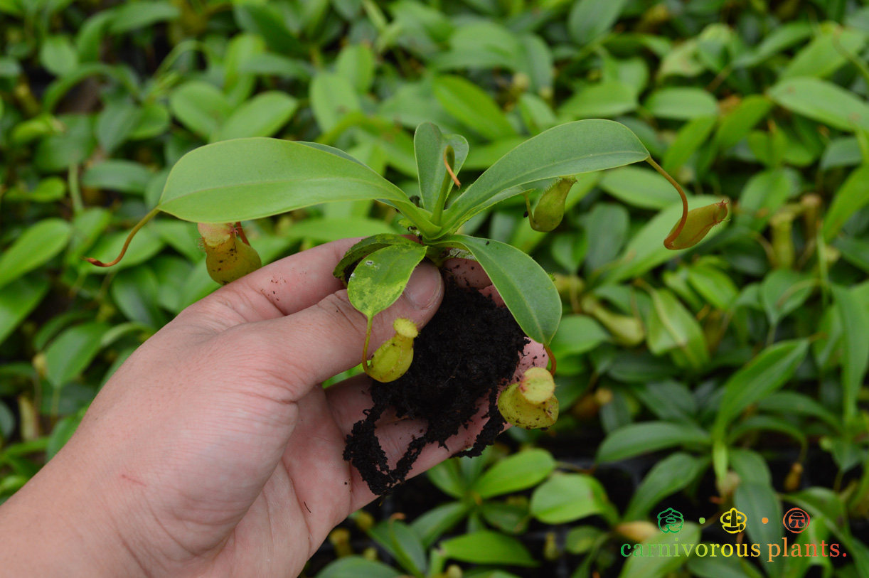 食虫植物红瓶猪笼草特价小苗虫草绿植盆栽趣味绿植