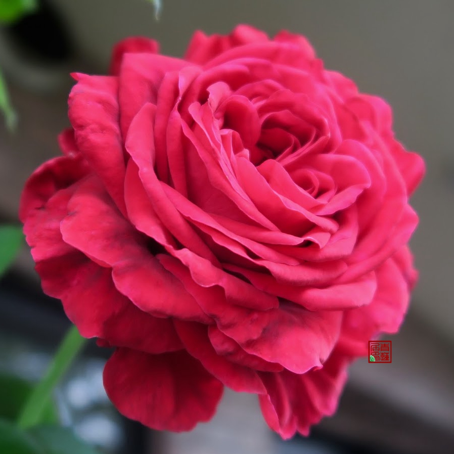 f27风中玫瑰青莲居法国月季灌木欧月四季开花2加仑1.5年扦插盆栽