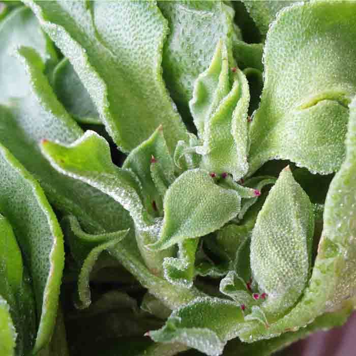 非洲新鲜冰草1000g爽口蔬菜沙拉冰菜云南特产餐厅选购