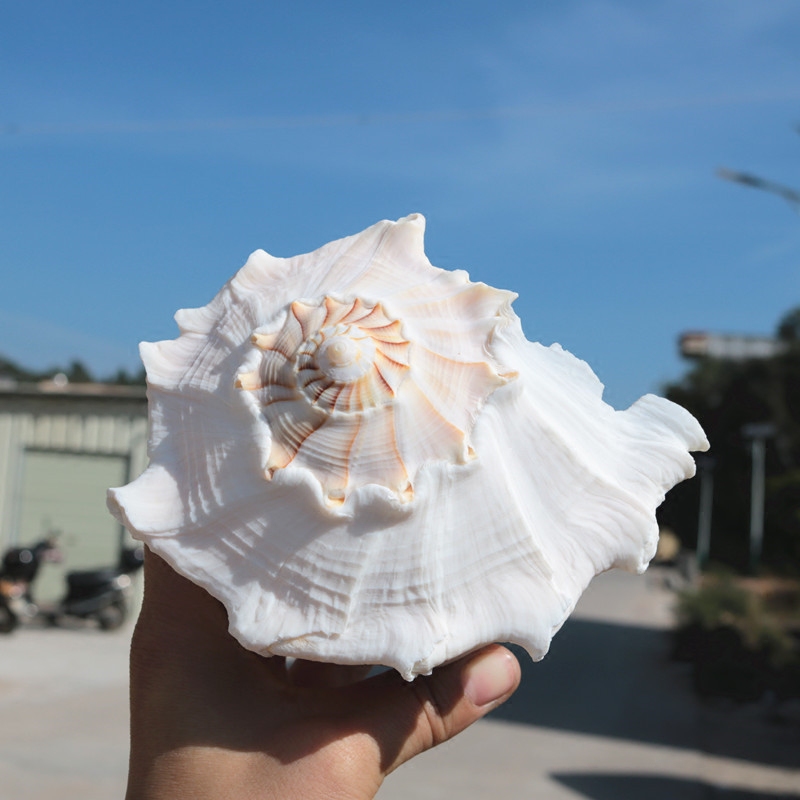 左旋包邮天然大海海螺贝壳观音香螺祭祀法器海螺