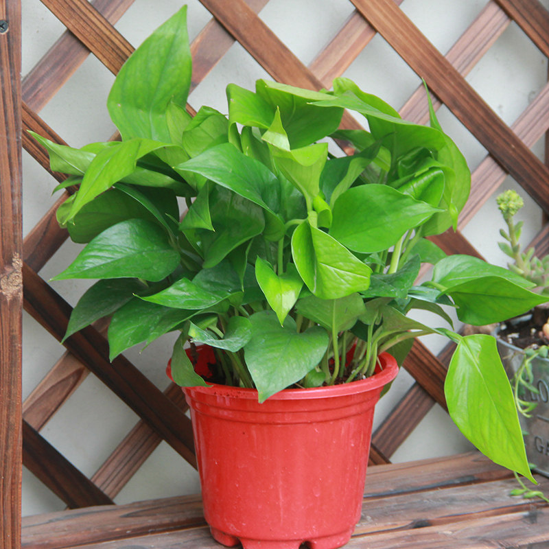 绿萝去甲一盆甲醛绿植盆栽垂吊植物叶水培室内观绿植