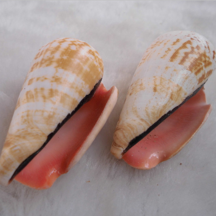 海螺贝壳红口红娇凤凰鱼缸水族造景地台地中海海螺