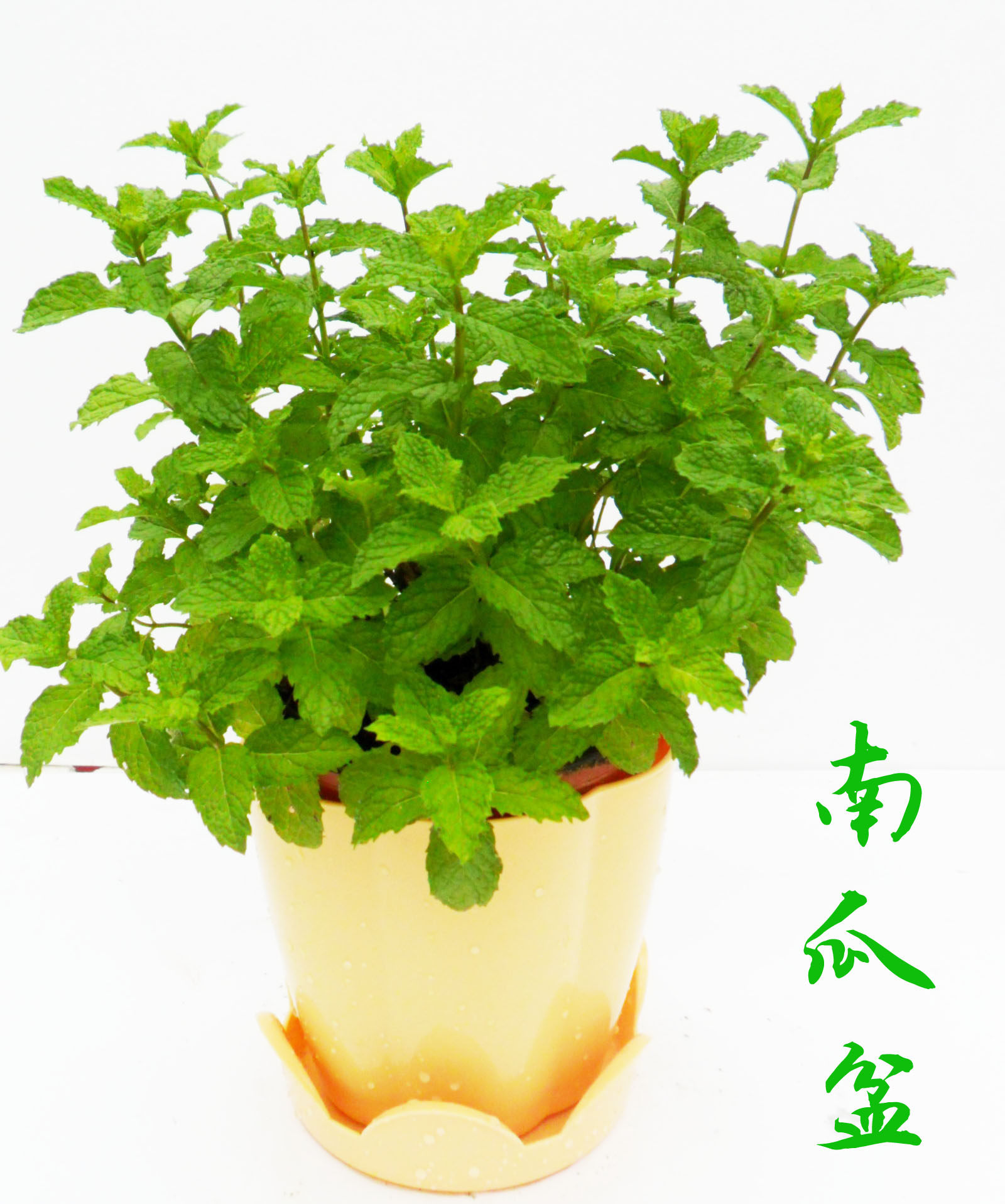 留兰香薄荷绿薄荷盆栽驱蚊植物荷兰薄荷食用香草植物水培泡茶包邮