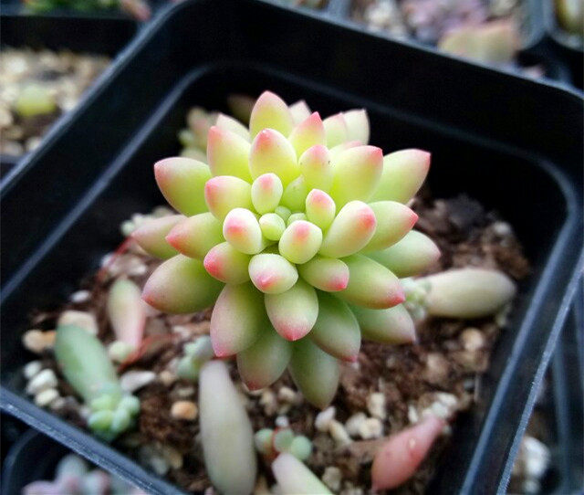 皓鲜肉馆龙骨玉坠粉嫩多肉植物迷你盆栽绿植多肉植物