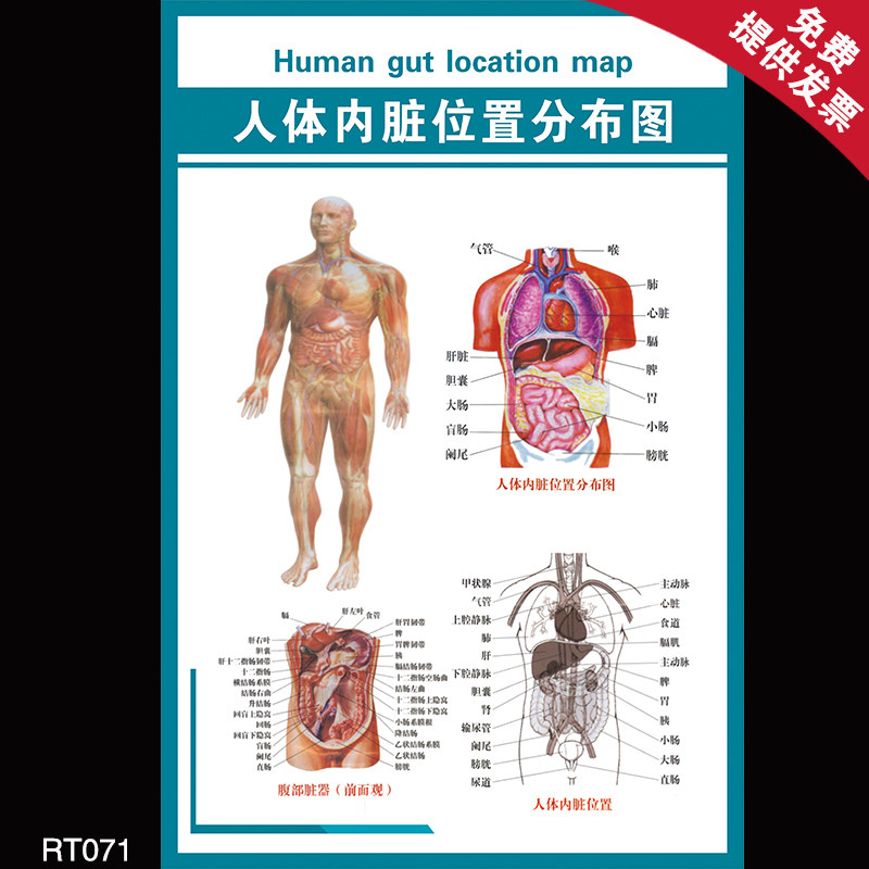 医院人体器官结构解剖图挂图腹部脏器前面观人体内脏