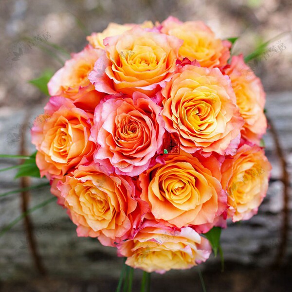 t29自由主义freespirit青莲居杂交茶香月季月季花花店时令草本花卉