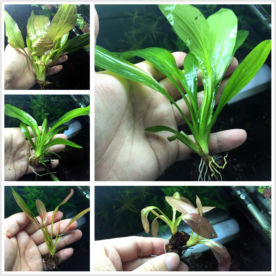 特价青旦红旦皇冠鱼缸水族箱鱼缸造景水草阴性草沉木后景造景水草