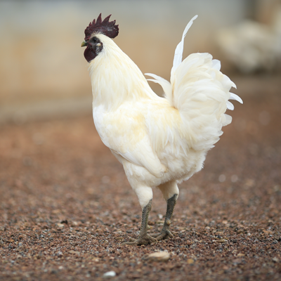 可发活体江山白毛乌骨鸡深山放养乌鸡农家土鸡顺丰包邮包新鲜鸡肉
