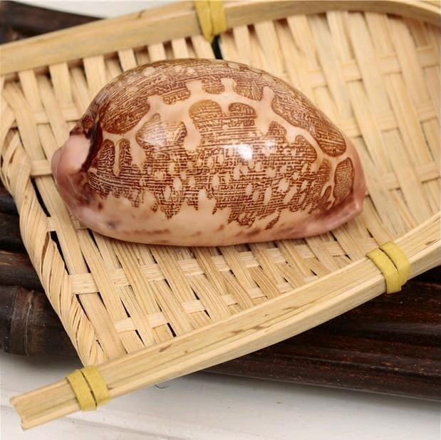 送一天然天然宝宝螺地图海螺贝壳收藏工艺品创意海螺