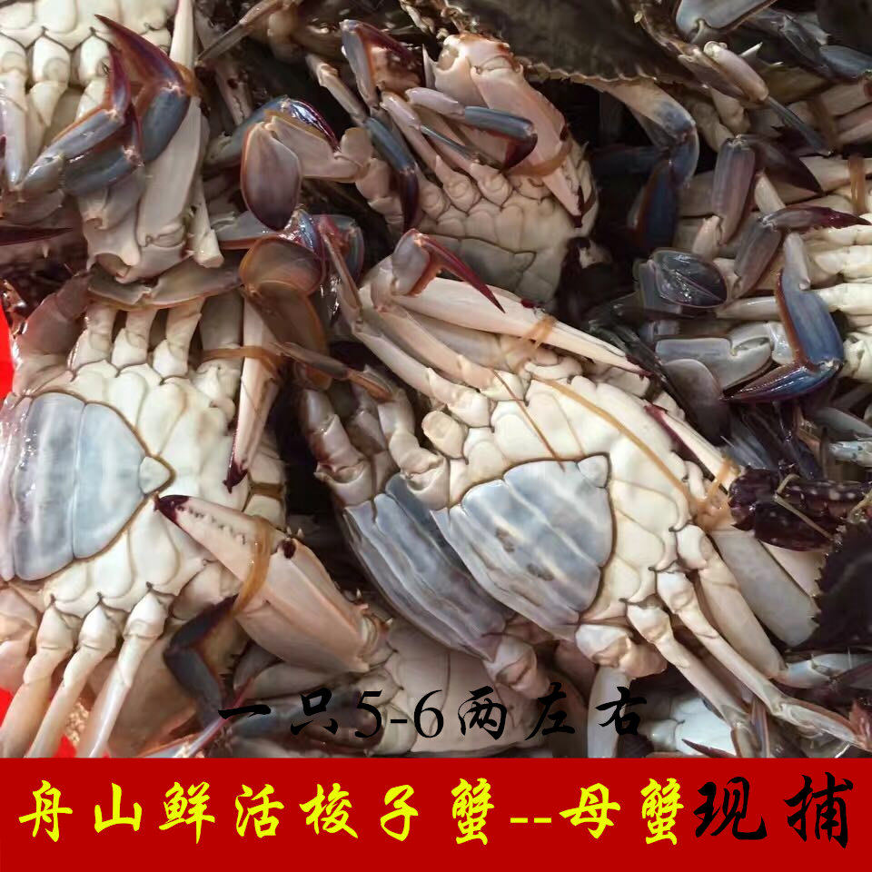 螃蟹舟山东海海鲜野生红膏梭子新鲜500克母蟹其它