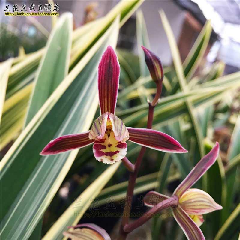 高档墨兰报岁名品紫金金龙王金边好养兰花花苗时令草本花卉