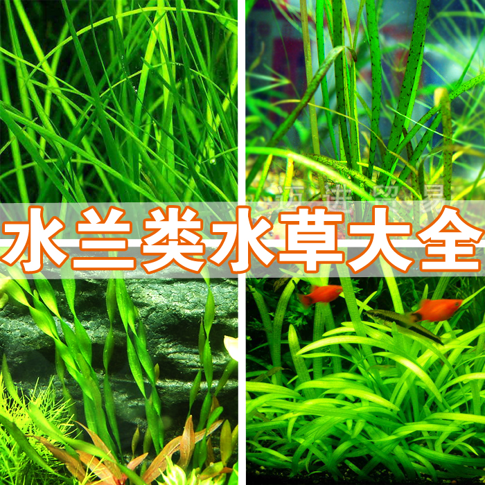 水兰类水草大全大水扭兰虎斑缎带剑兰迷你鸭舌水草