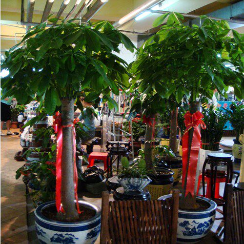 室内摆放观叶植物植物办公室花卉大盆盆栽单杆发财树绿植