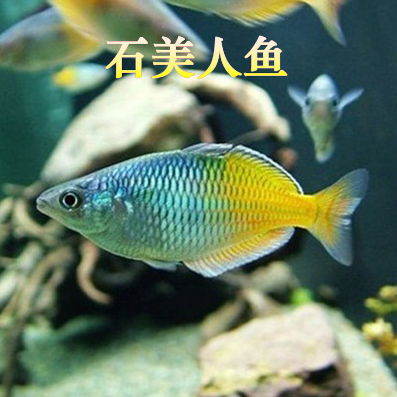 红苹果美人刚果美人格子美格子果球观赏美人鱼热带鱼