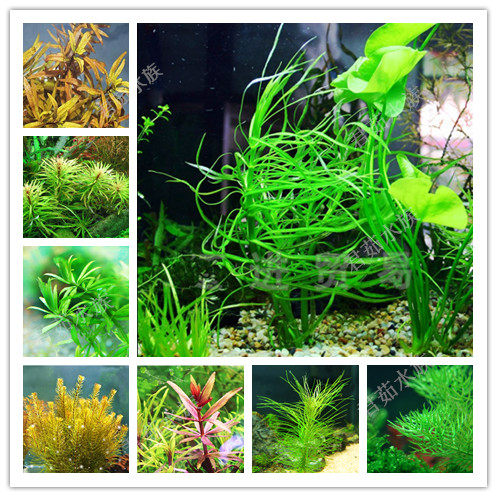 百叶百叶草草类淡水淡水鱼鱼缸草缸造景越南牛顿水草