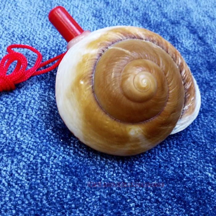 天然海螺贝壳大猫猫眼面包螺螺螺号大海声音海螺