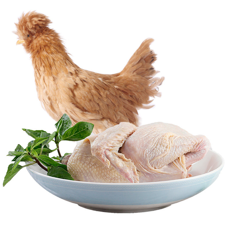 "北京油鸡"被收入【北京市畜禽种质资源库】