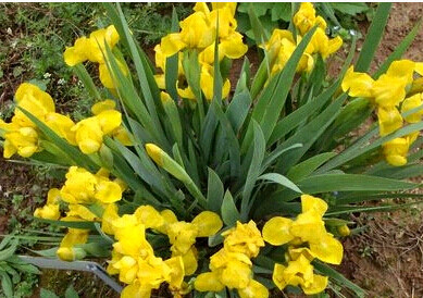 北京花园园艺金娃娃鸢尾盆栽植物花色鲜艳庭院时令草本花卉