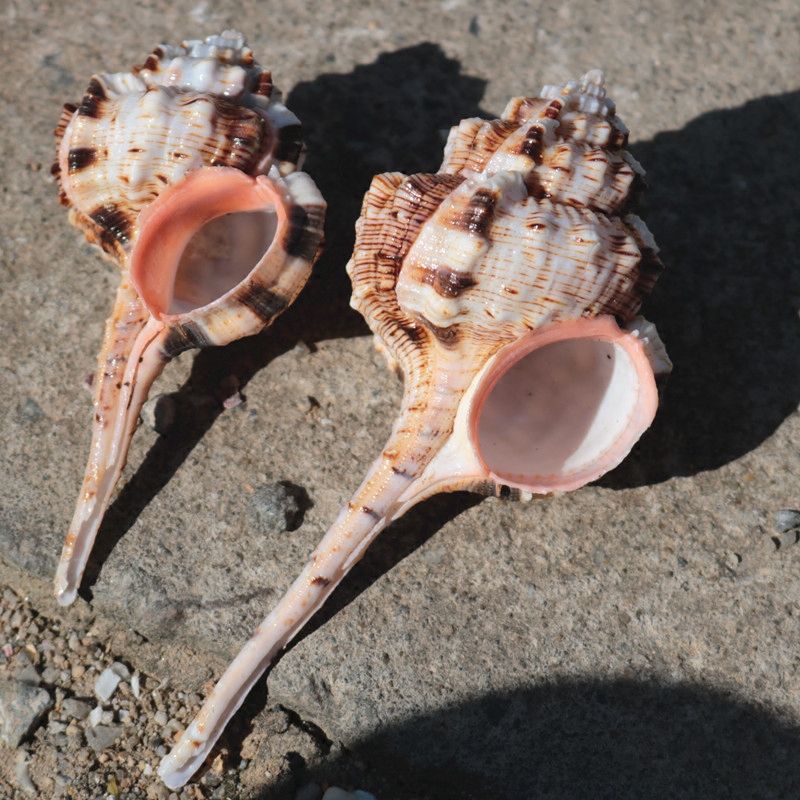 天然海螺贝壳大烟烟斗螺卷贝鱼专用水族装饰品海螺