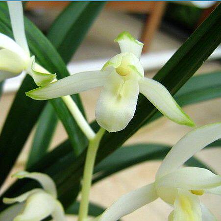 四季建兰花苗青山玉泉最香好养素心盆栽夏秋时令草本花卉