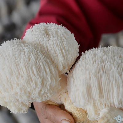 种植蘑菇菌包达人猴头菇菌包菌棒盆栽食用菌家庭多肉植物