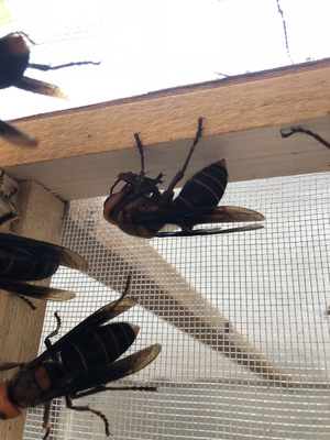 蜂王红娘王虎头蜂王胡蜂王土蜂王包活精选练好发货包活