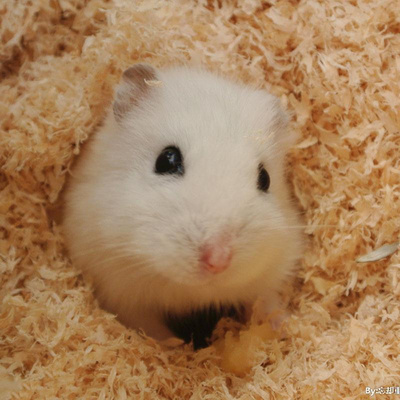 仓鼠活物打过疫苗带笼宝宝一对金丝熊奶茶奶茶熊仓鼠