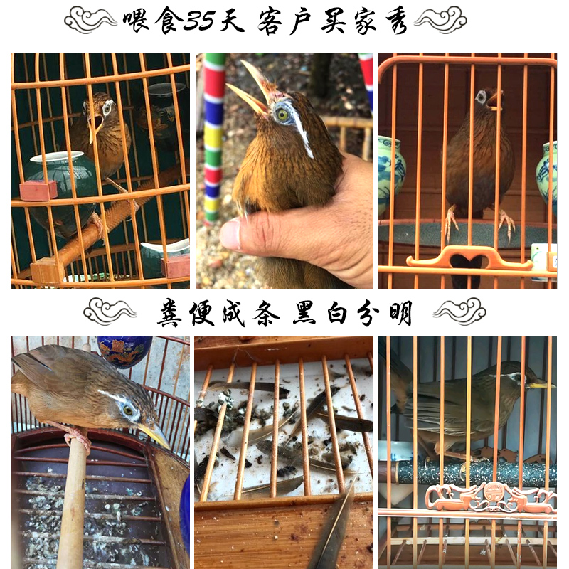 画眉鸟北京开元画眉鸟食饲料提性壮膘专用打鸟鸟食