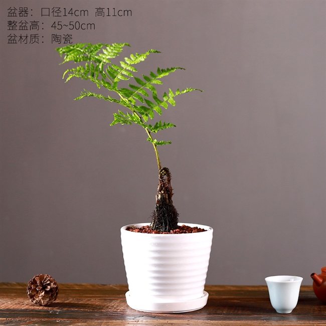 植物室内花卉一叶禅蕨类盆栽盆景老桩绿植摆件绿植