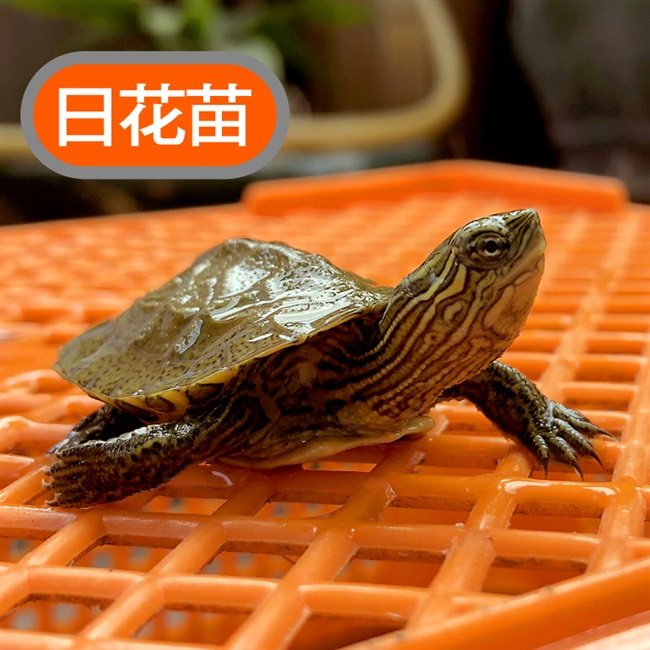 乌龟杂草友谊日石杂花龟日龟苗花龟杂交观赏龟