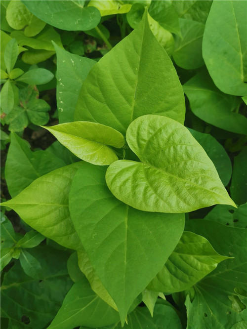 环保庭院地瓜可食用四季种植阳台红薯白薯叶叶绿植
