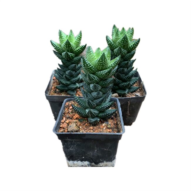 3盆九龙塔多肉植物十二卷属新手镇花卉室内盆栽多肉植物