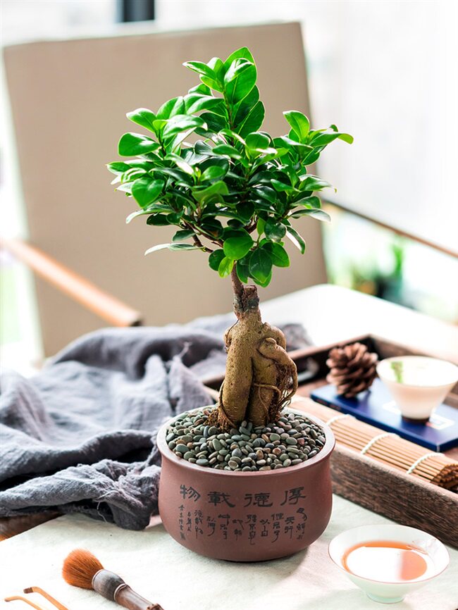 榕树人参盆景老桩四季常青办公室绿植造型树桩绿植