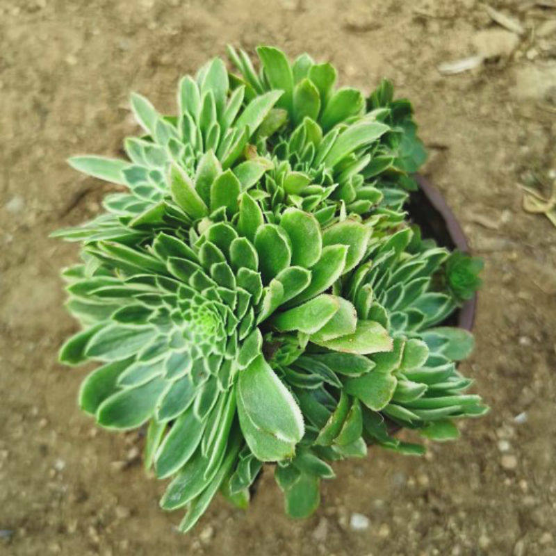 多肉植物法师三仙老桩翡翠多头手捧花乱桩妖桩多肉植物