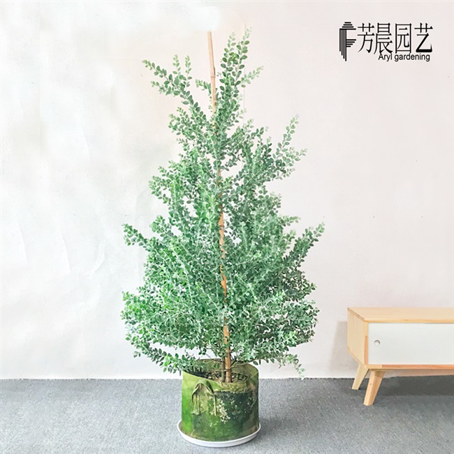 银叶金合欢大型盆栽叶子色泽尤加利北欧风格植物大型