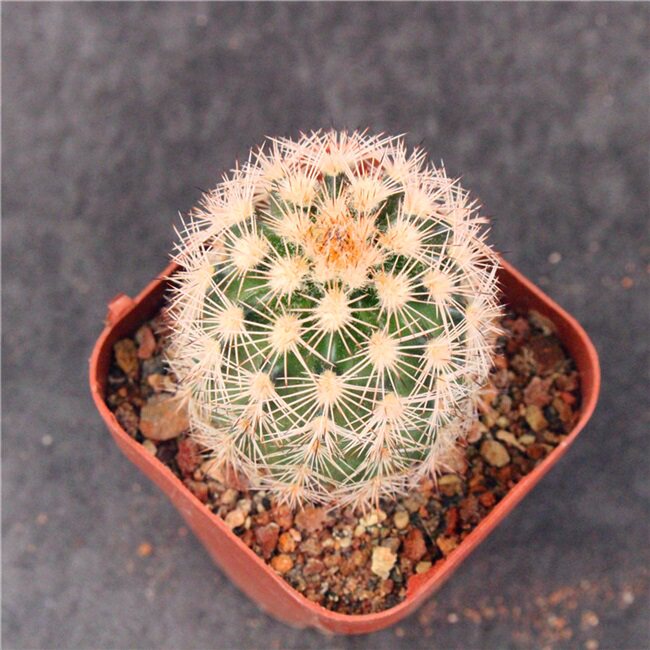 办公室鹿角组合旭虾仙人球柱开花多肉植物小盆多肉植物