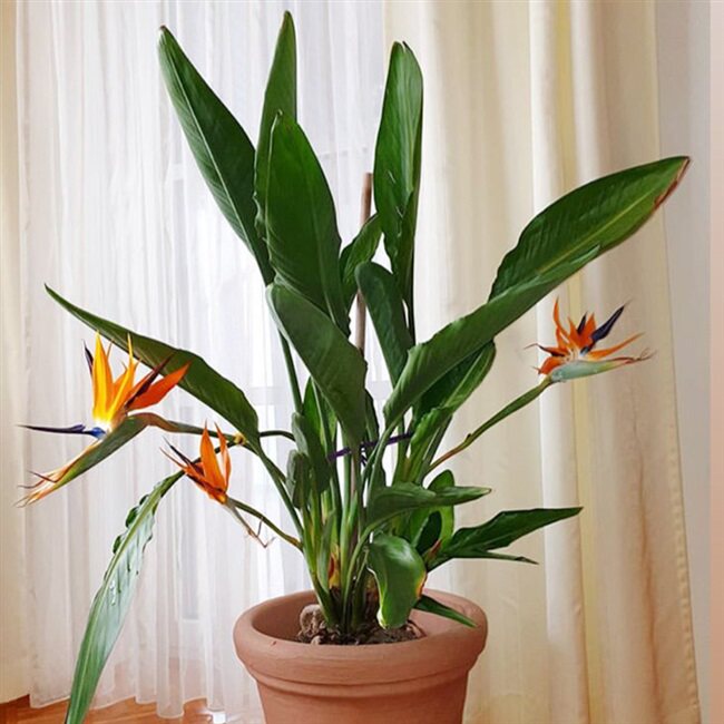 叶小苗盆栽绿植ins北欧耐阴观大型天堂鸟鹤望兰办公室绿植