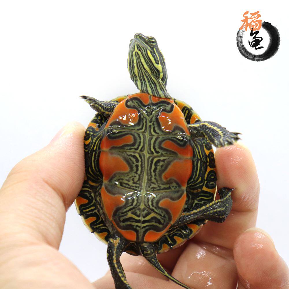 东锦东部龟苗深水小乌龟西锦南锦龟活玩具具体龟