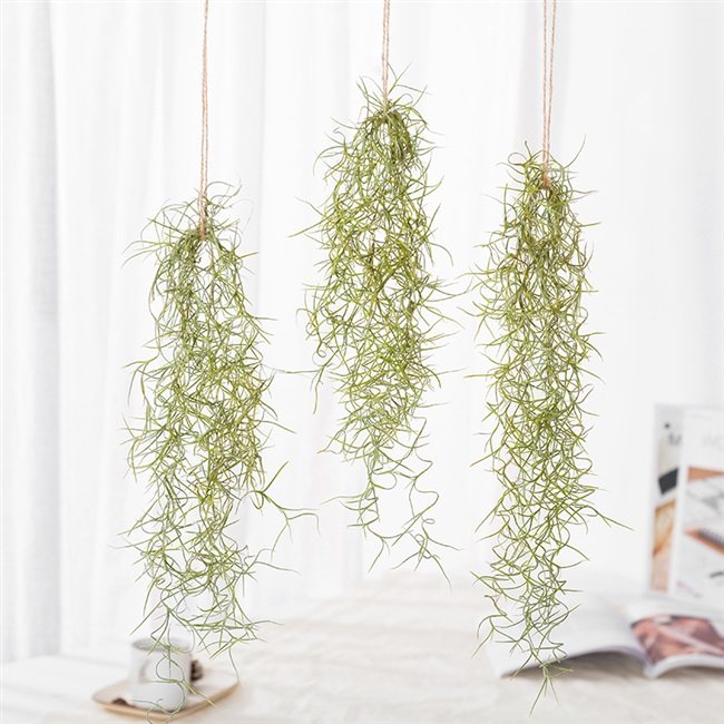 植物凤梨松萝空气网红绿植老人须挂无土阳台绿植