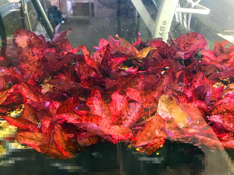 睡莲虎斑水下中景新手水草红草红虎一支水草