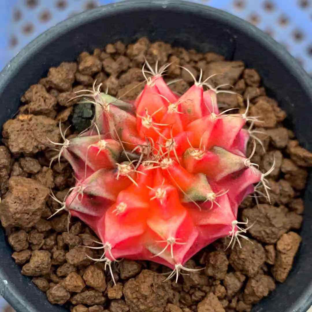 开花牡丹品种生根彩色米哈仙人球锦多肉稀有多肉植物