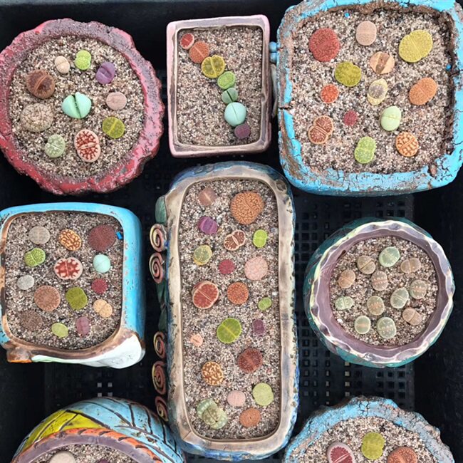 网红中国大陆多肉铺面沙沙沙漠黄沙鱼缸底沙粗沙