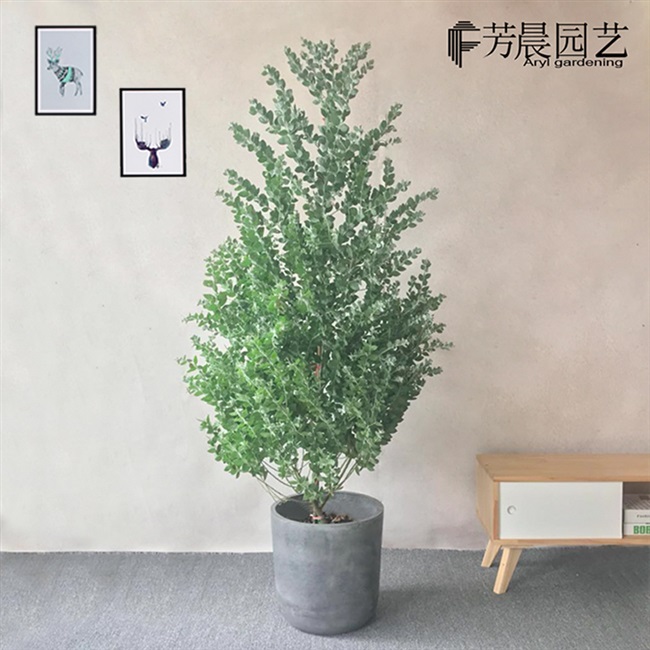 银叶金合欢大型盆栽叶子色泽尤加利北欧风格植物大型