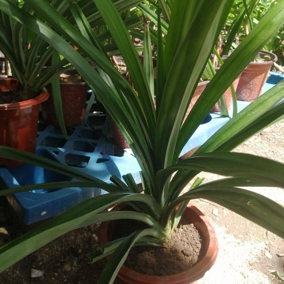 斑斓四季芳香叶芳香咖喱叶咖喱苗兰苗苗叶盆栽香兰花卉