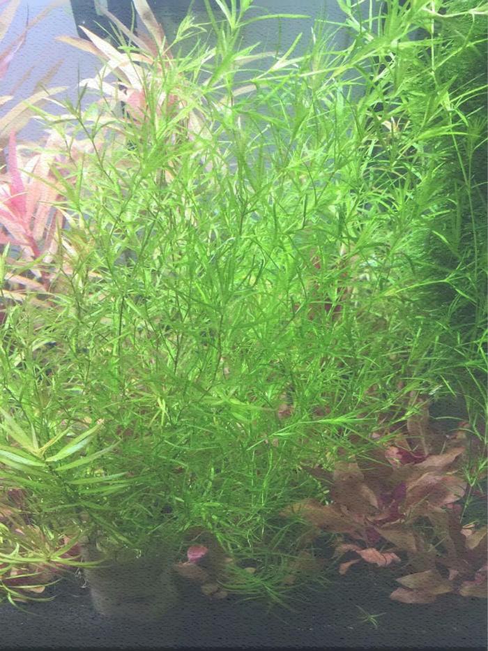 水草竹节造景养虾小青青竹草虾新手躲避阴性水草