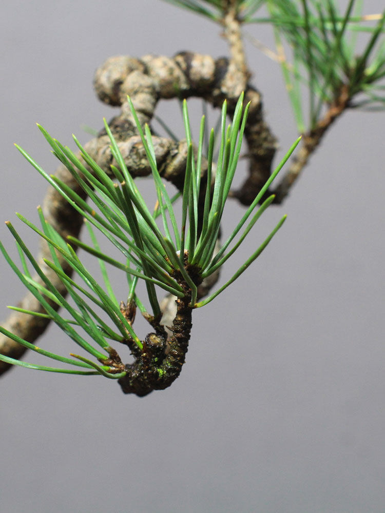 盆栽办公盆景掌上微型黑松小型爆皮松树植物绿植