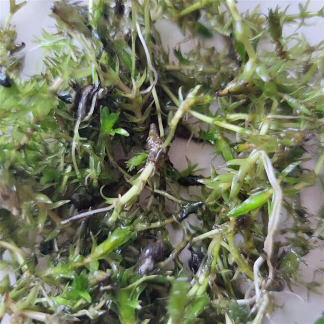 水草新上市灯笼养殖小龙虾净化水质泡草芽孢种籽水草